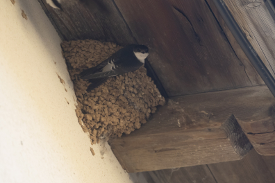 Hirondelles - Hirondelle de fenêtre devant son nid (Delichon urbica)